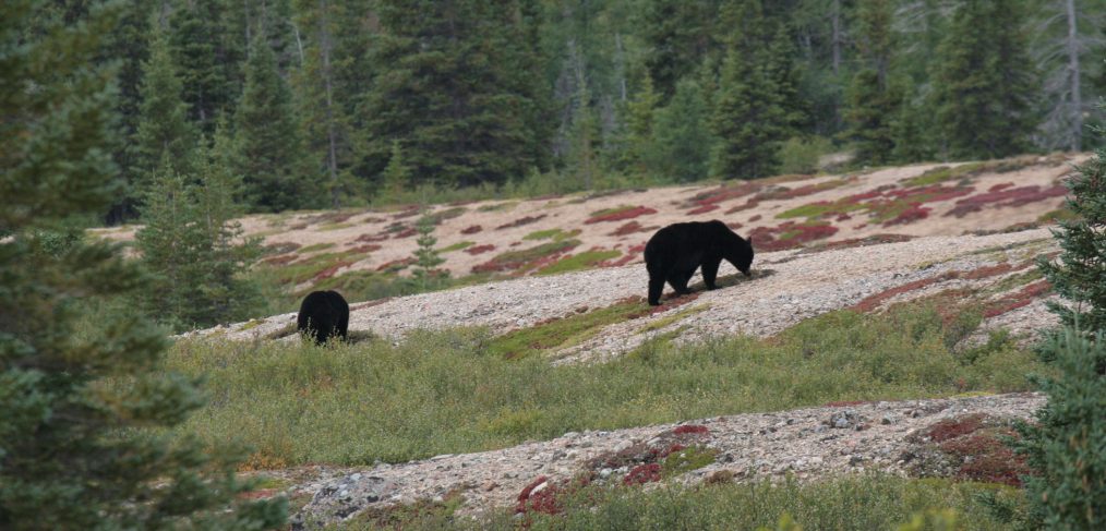 Ours noirs au Québec