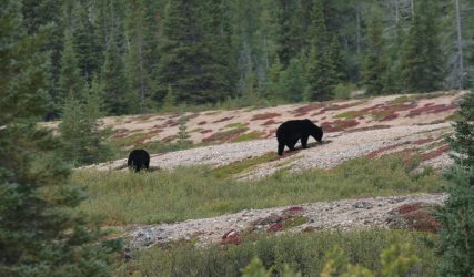 Couple d'ours noirs