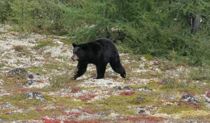 observation des ours