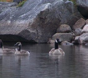 Canards