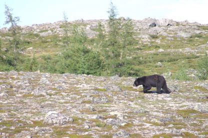 À la découverte des ours noirs