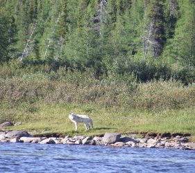 Loup blanc du quebec