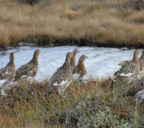 Famille de perdrix