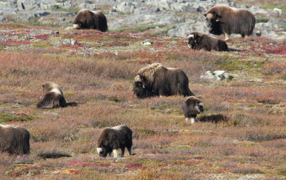 Animaux du Grand Nord Québecois