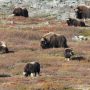 Animaux du Grand Nord Québecois