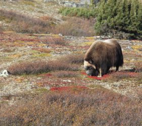 Faune Grand nord quebec