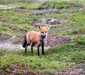 renard roux