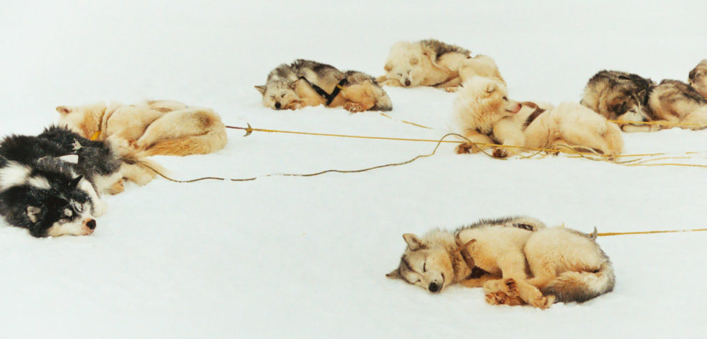 Chiens de traineaux sur la banquise